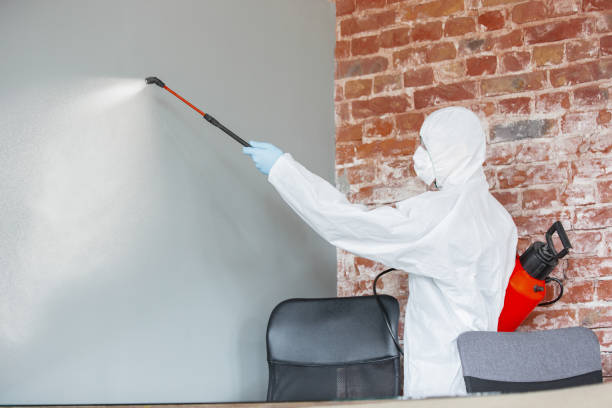 Best Basement Mold Removal  in Brightwood, VA