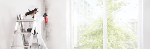 Best Emergency Mold Remediation  in Brightwood, VA