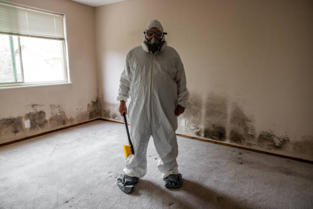 Best Mold Damage Restoration  in Brightwood, VA